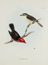 Paar vogels, ca. 1832-1836