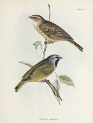 Paar mussen of vinken, ca. 1832-1836