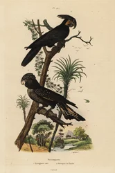 Zwarte kaketoe, Probosciger aterrimus, en roodstaartraafkaketoe, Calyptorhynchus banksii, zwarte grootsnavelkaketoe en Banks