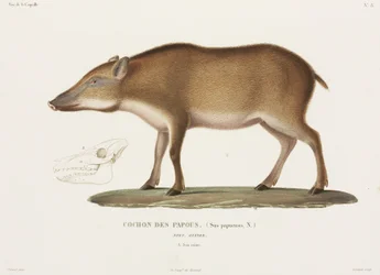 Papoea varken, Nieuw-Guinea