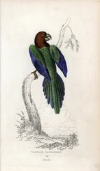 Papegaai pumpadour. Lithografie van Joseph Kidd, gebaseerd op een tekening van John Audubon, in Miscellany of Natural History: Parrots, Sir Thomas DiK Lauder en Captain Thomas Brown, gepubliceerd in Edinburgh, Schotland, in 1833