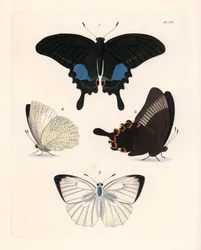 Parijse pauwvlinder, Papilio paris 1,2, en gevlekte trekvlinder, Catopsilia pyranthe? 3,4. Handgekleurde lithografie uit John O. Westwoods nieuwe uitgave van Dru Drury