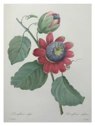 Passiebloem