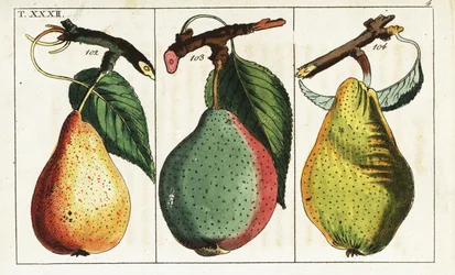 Peer variëteiten, Pyrus communis