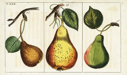 Perenrassen, Pyrus communis