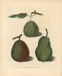 Peer variëteiten, Pyrus communis: Cressan, Gansell