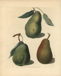 Peer variëteiten, Pyrus communis: Saint Germain, Colmar en Brown Beuree