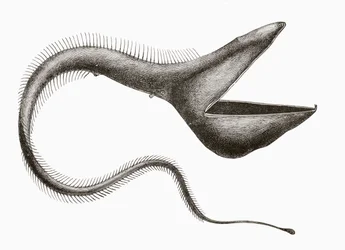 Pelikaanaal of Eurypharynx pelecanoides, een diepzeevis die zelden door mensen wordt gezien, uit 