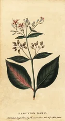 Peruaanse schors, Cinchona officinalis, 1800 (gravure)