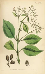 Peruaanse schorsboom of kinaboom, Cinchona officinalis. Handgekleurde lithografie door Henry Sowerby uit Edward Hamilton