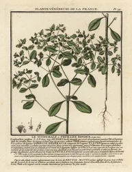 Kleine wolfsmelk, Euphorbia peplus