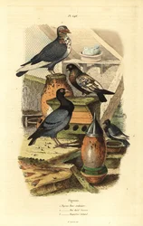 Duif Columba livia rassen: Turkse gewone duif, Zwitserse gouden baai, bastaard bagadais