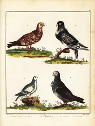 Duiven: Poolse duif, poffer, sneeuwhoen en turbit. 1792 (gravure)