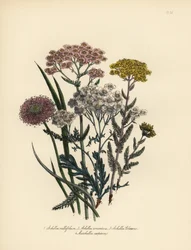 Roze bloeiende duizendblad, Achillea milfolium, gouden duizendblad, Achillea tomentosa, Clavena