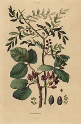 Pistachenotenboom, Pistacia vera