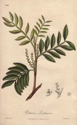 Pistacia lentiscus (Pistacia lentiscus) - Sterk water door William Clarke ter illustratie van 