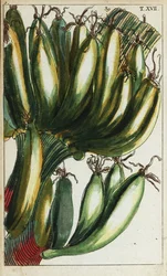 Bananen, Musa x paradisiaca