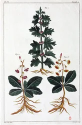 Medicinale planten, China