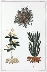 Medicinale planten, China