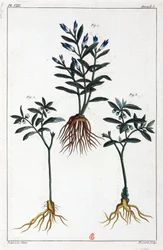 Medicinale planten, China