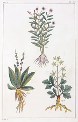 Medicinale planten, China