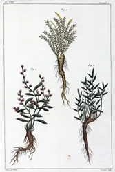 Medicinale planten, China
