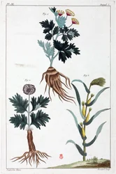 Medicinale planten, China