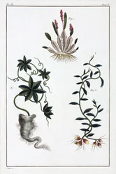 Medicinale planten, China