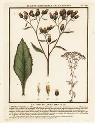 Alant, Inula conyza.