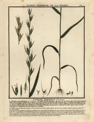 Dolik, Lolium temulentum