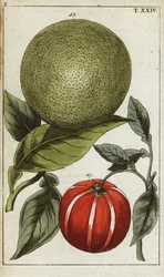 Pomelo of pummelo, Citrus maxima