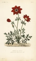 Kroonanemoon of Spaanse goudsbloem, Anemone coronaria