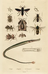 Pottenbakkerswesp, pijpvissen, gouden eierwants en zweefvlieg, 1834-1839 (gravure)