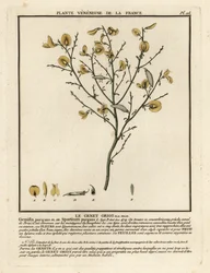 Zuurbrem, Cytisus purgans
