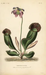 Purperen trompetbekerplant