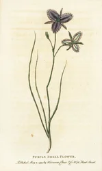Paarse schelpbloem van New South Wales, Australië. Misschien een fantasiebloem vervaardigd door een kunstmatige bloemist? Handgekleurde kopergravure uit 