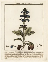 Piramidebugel, Ajuga pyramidalis