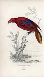 Rode Lori. Lithografie van Joseph Kidd, gebaseerd op een tekening van John Audubon, in Miscellany of Natural History: Parrots, Sir Thomas DiK Lauder en Captain Thomas Brown, gepubliceerd in Edinburgh, Schotland, in 1833