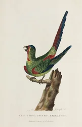 Roodschouderparkiet, Australië, c 1788