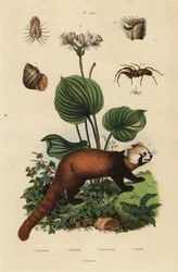Rode panda, Ailurus fulgens, bedreigd, noordelijke kerstlelie, Proiphys amboinensis, rivierslak, Viviparus viviparus, en spin, Palpimanus soort