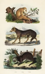 Rode slanke lori, Loris tardigradus bedreigd, wolf, Canis lupus, en Europese otter, Lutra lutra