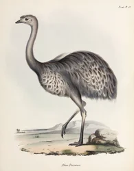 Nandoe, Zuid-Amerika, ca. 1832-1836