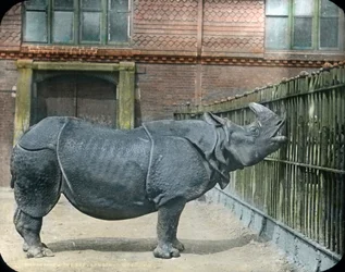 Neushoorn