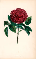 Rose du Roi, een hybride gekweekt uit de Portland roos, Rosa portlandica, door Monsieur Souchet in Sevres