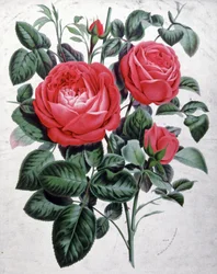 Rozen