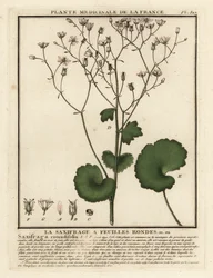 Rondbladige steenbreek, Saxifraga rotundifolia