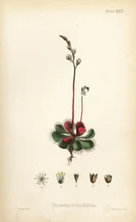 Rondbladig zonnedauw, Drosera rotundifolia. Handgekleurde lithografie door Henry Sowerby uit Edward Hamilton