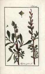 Koninklijke peper of moerasmirte (Myrica gale). Lithografie uit 