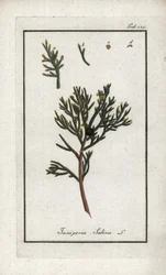 Sabijnse jeneverbes (Juniperus sabina). Lithografie uit “Afbeelding der Artseny-Gewassen” door Johannes Zorn (1739-1799), Nederland