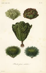 Saladegroenten, plantes pour salades
